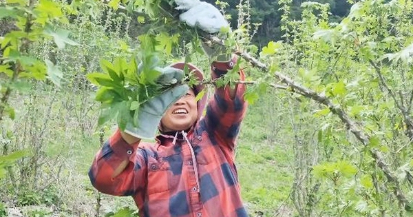 Thu 60 triệu/ngày nhờ lên núi hái rau, dâu Việt ở Hàn kéo cả bố mẹ sang làm nông, đào sâm rừng