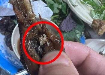 Kinh hãi “cả gia đình” giòi bò ngoe nguẩy trong chiếc chân gà ở quán ốc