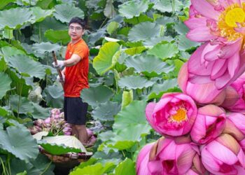 Người trồng sen hồ Tây tất bật thu hoạch, hái bao nhiêu cũng không đủ bán