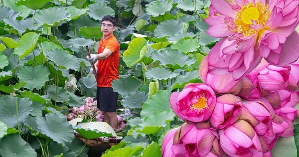 Người trồng sen hồ Tây tất bật thu hoạch, hái bao nhiêu cũng không đủ bán