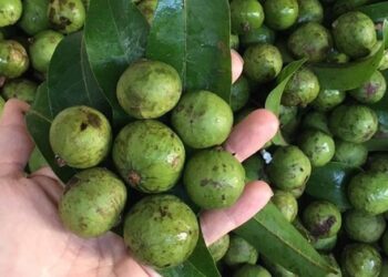Nội trợ thông minh nhìn qua sẽ biết nên chọn quả sấu non hay già