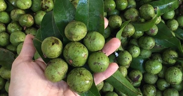 Nội trợ thông minh nhìn qua sẽ biết nên chọn quả sấu non hay già
