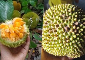 Khách săn lùng mít tí hon quả bằng nắm tay, có vị chua độc lạ