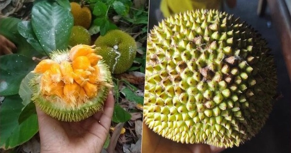 Khách săn lùng mít tí hon quả bằng nắm tay, có vị chua độc lạ
