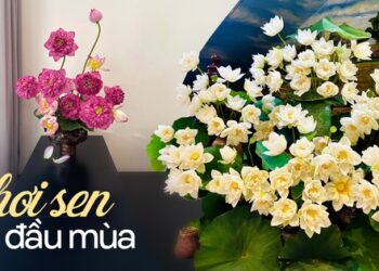 Chị em khoe bình sen đầu mùa: Người chơi sen vàng lạ mắt, người biến 150 bông hoa thành “đầm sen” siêu đẹp trong nhà