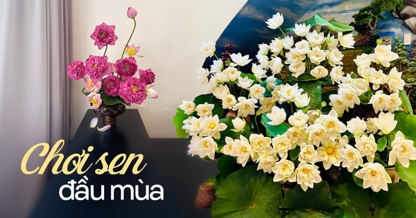 Chị em khoe bình sen đầu mùa: Người chơi sen vàng lạ mắt, người biến 150 bông hoa thành “đầm sen” siêu đẹp trong nhà