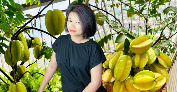 Vườn khế “trên mây” của nữ CEO hút hàng nghìn like: Chị em tấp nập vào xin vía “giỏi việc nước, đảm việc nhà”