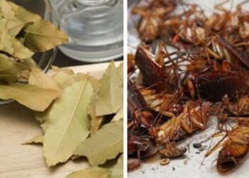 Mẹo diệt gián hiệu quả, đuổi gián chạy không dám quay lại