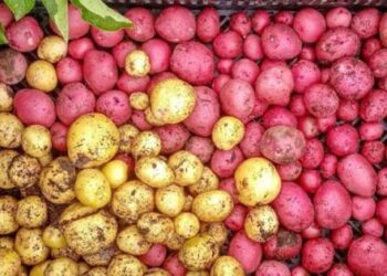 2 loại củ cực dễ trồng, nếu ăn thừa chỉ cần vùi vào chậu là phát triển