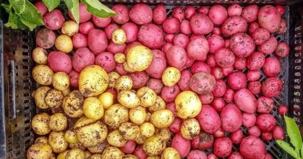 2 loại củ cực dễ trồng, nếu ăn thừa chỉ cần vùi vào chậu là phát triển