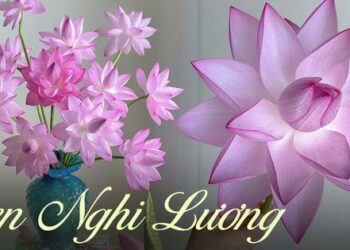 Loại sen rực rỡ được các chị em săn đón, cực khó chiều vì “không tự nở” nhưng biết cách cắm thì ai cũng mê