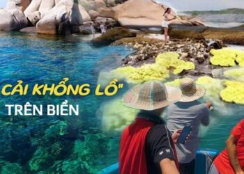 Bất ngờ “bắp cải khổng lồ” mọc lên giữa biển, thì ra là một loài sinh vật cực hiếm ở vùng biển miền Trung