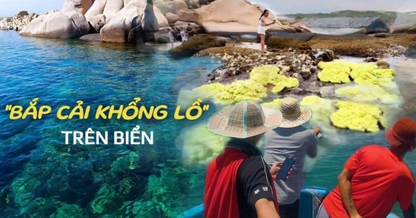 Bất ngờ “bắp cải khổng lồ” mọc lên giữa biển, thì ra là một loài sinh vật cực hiếm ở vùng biển miền Trung