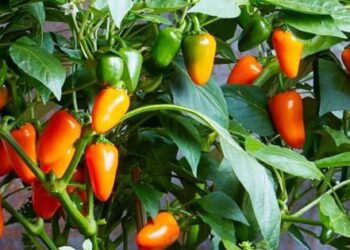 Mách bạn một mẹo nhỏ để trồng ớt quả sai trĩu cành