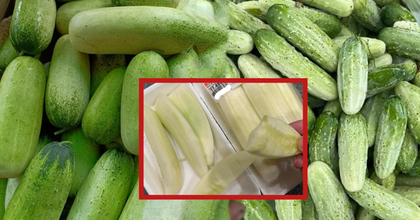 Mua dưa mèo đang hot về ăn thử thì hoang mang vì giống hệt… dưa chuột, rốt cuộc đây là giống dưa gì?