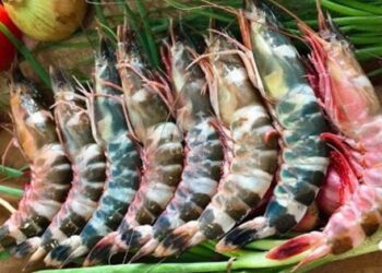 Tôm nuôi khác tôm tự nhiên như thế nào? Cách phân biệt