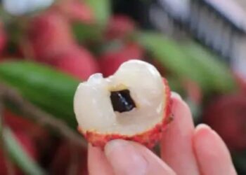 Cho trẻ con ăn vải thiều đúng cách