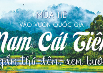Mùa hè vào Vườn Quốc gia Nam Cát Tiên ngắm thú đêm, xem bướm