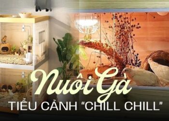Giống gà nhỏ nhất thế giới đang gây sốt: Không cần về quê vẫn có thể “vui thú điền viên” ngay tại nhà!
