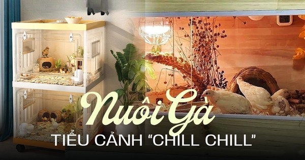 Giống gà nhỏ nhất thế giới đang gây sốt: Không cần về quê vẫn có thể “vui thú điền viên” ngay tại nhà!