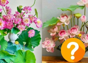 Chiếc bình hoa “hot” nhất hiện tại: Giá hơn nửa triệu nhưng chị em vẫn chốt đơn ồ ạt, nhất là khi mùa sen về