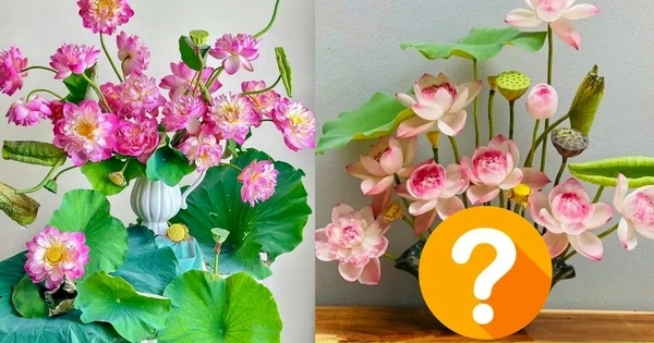 Chiếc bình hoa “hot” nhất hiện tại: Giá hơn nửa triệu nhưng chị em vẫn chốt đơn ồ ạt, nhất là khi mùa sen về