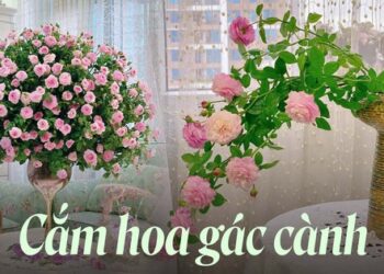 Chị em học ngay cách cắm gác cành tròn siêu đẹp cho hoa hồng ai nhìn cũng mê