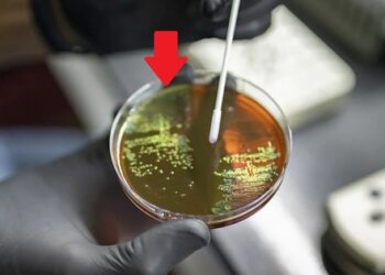 Lần đầu tiên một dự án của Việt Nam vừa thắng giải thưởng thử thách toàn cầu hơn 30 tỷ đồng
