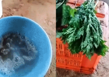 Xôn xao clip mớ rau héo quắt bỗng xanh tươi mơn mởn sau khi nhúng vào chậu dung dịch lạ, dân mạng hoang mang