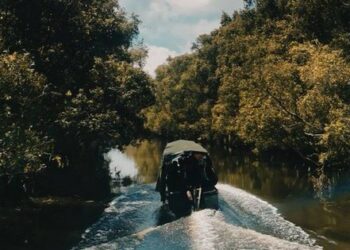 Vườn Quốc gia Tràm Chim – khu Ramsar thế giới của Việt Nam: Mộc mạc, hoang sơ nhưng ẩn chứa vô vàn vẻ đẹp kỳ vĩ