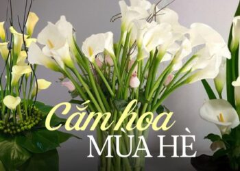 Loài hoa “đỏng đảnh” nhưng nhất định phải cắm vào mùa hè, ưa sáng, chịu được nhiệt độ cao, độ bền lên tới 15 ngày