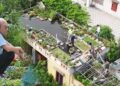 Ao cá trên nóc nhà của cụ ông 89 tuổi ở Hải Dương: Có khách cũng không phải đi chợ, lên ao là có ăn