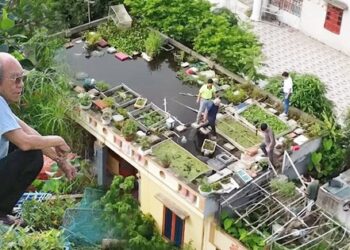 Ao cá trên nóc nhà của cụ ông 89 tuổi ở Hải Dương: Có khách cũng không phải đi chợ, lên ao là có ăn