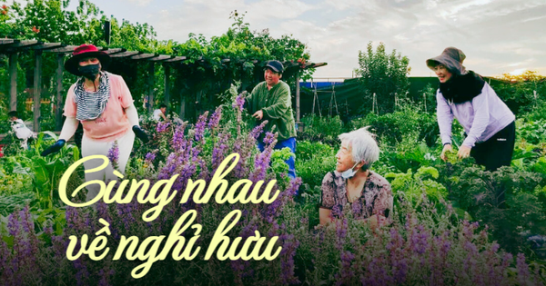 Cùng nhau nghỉ hưu dưỡng già: Thuê đất “vui thú điền viên” làm nông giữa lòng thành phố, không vướng bận con cháu