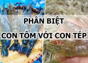 Phân biệt con tôm với con tép như thế nào?