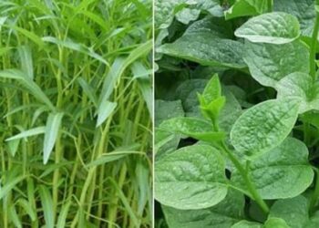 5 loại rau mùa hè chỉ cần cắm cành xuống đất là phát triển tươi tốt