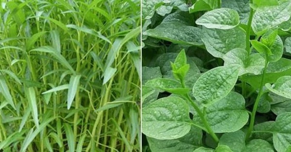 5 loại rau mùa hè chỉ cần cắm cành xuống đất là phát triển tươi tốt