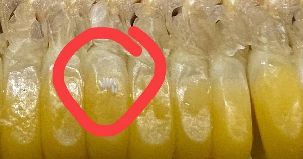 Xôn xao “ổ trứng nhặng” trên bắp ngô của quán bánh tráng nổi tiếng Hà Nội: Nhân viên nói “sữa ngô”, dân mạng tranh cãi vì lý do bất ngờ