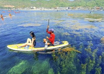 ‘Cánh đồng vàng’ rong mơ làng Nhơn Hải hút hồn du khách