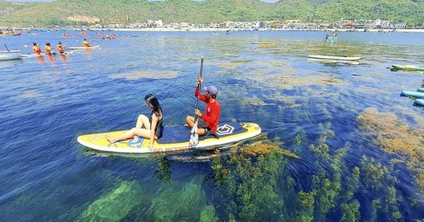 ‘Cánh đồng vàng’ rong mơ làng Nhơn Hải hút hồn du khách