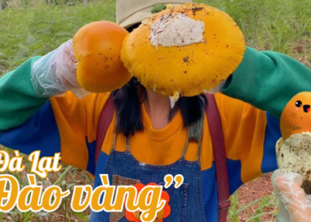Dân tình háo hức kéo nhau lên đồi thông đào “trứng vàng” – thứ đặc sản chỉ có ở Đà Lạt mùa này