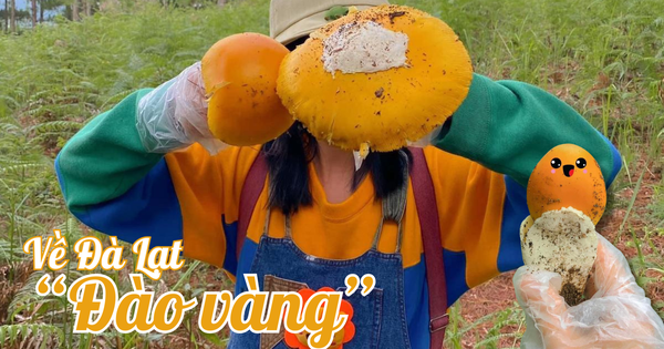 Dân tình háo hức kéo nhau lên đồi thông đào “trứng vàng” – thứ đặc sản chỉ có ở Đà Lạt mùa này