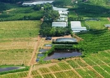 Cơn sốt ‘bỏ phố về rừng’ thoái trào: Đất vườn giảm giá sâu vẫn không thể bán
