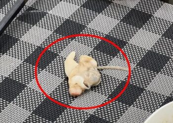 Thực khách gặp “vật thể lạ” nhìn như sán khi ăn ngao, không ngờ nhiều người cũng gặp cảnh tương tự