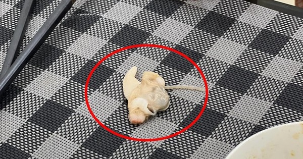 Thực khách gặp “vật thể lạ” nhìn như sán khi ăn ngao, không ngờ nhiều người cũng gặp cảnh tương tự