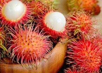 Kinh nghiệm chọn chôm chôm dày cùi, tróc vỏ