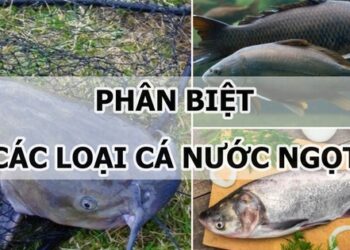 Cách phân biệt một số loại cá nước ngọt cực đơn giản