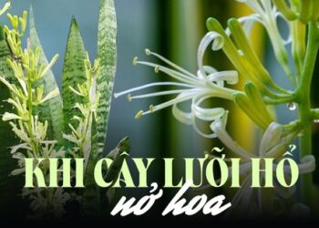 Hội chị em thi nhau khoe cây lưỡi hổ ra hoa đẹp rực rỡ, ý nghĩa của việc này trong phong thủy là gì?