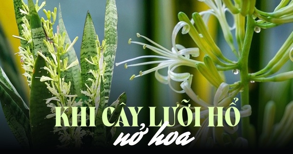 Hội chị em thi nhau khoe cây lưỡi hổ ra hoa đẹp rực rỡ, ý nghĩa của việc này trong phong thủy là gì?