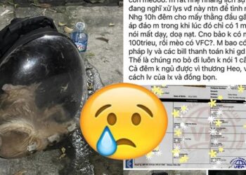 Chú mèo giá 80 triệu chết ngạt sau 5 tiếng trong cốp xe vận chuyển, thái độ của lái xe gây bức xúc khiến chủ mèo phải báo công an